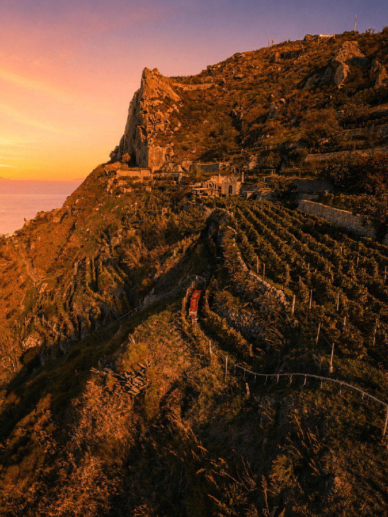 Frassitelli vineyard at sunset